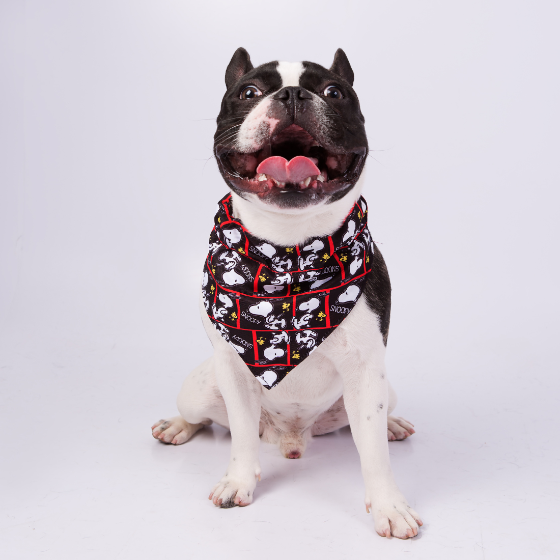 Bandana Zooz do Snoopy, preto e branco, com detalhes em vermelho.    Exibida num cão de porte pequeno, sobre fundo branco. 